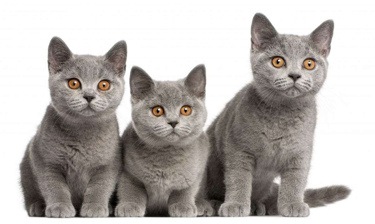 British Shorthair Kitten Cats Now