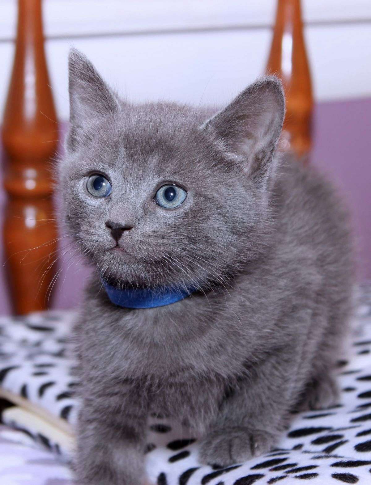 blue cat kitten