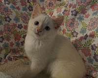 flame-point-short-hair-cat-for-sale