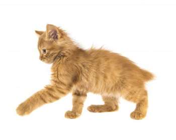 Golden Brown Light Brown Cats Toxoplasmosis