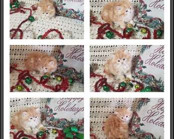 Long Hair Cats Available For Adoption In North Dakota