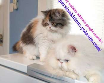 53 Top Photos Munchkin Kittens For Sale Nebraska - Burmese Cat Wikipedia