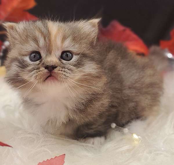 mink-bicolor-cat-for-sale