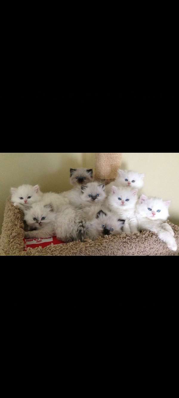 white-colorpoint-cat-for-sale