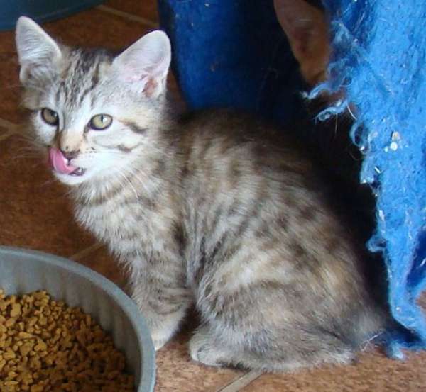flame-point-short-hair-cat-for-sale