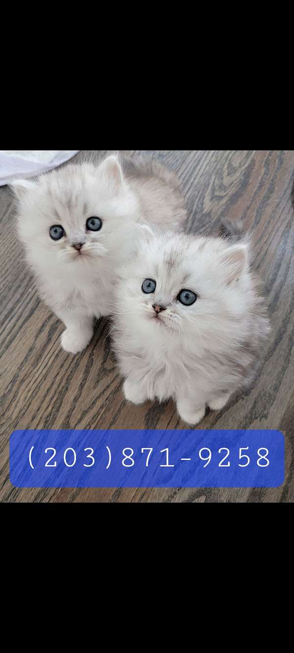 cat-for-sale-in-west-haven-ct