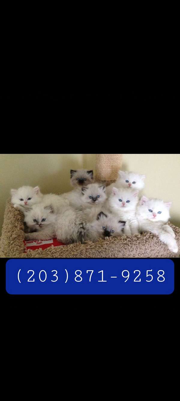 cat-for-sale-in-west-haven-ct