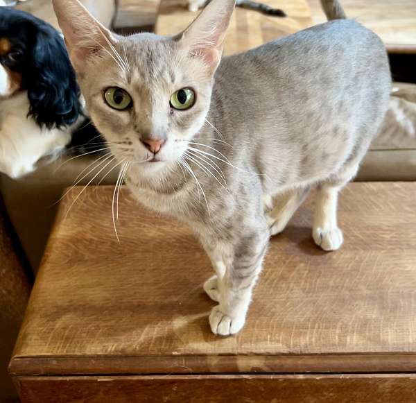 spayed-cat-for-sale-in-hudson-fl
