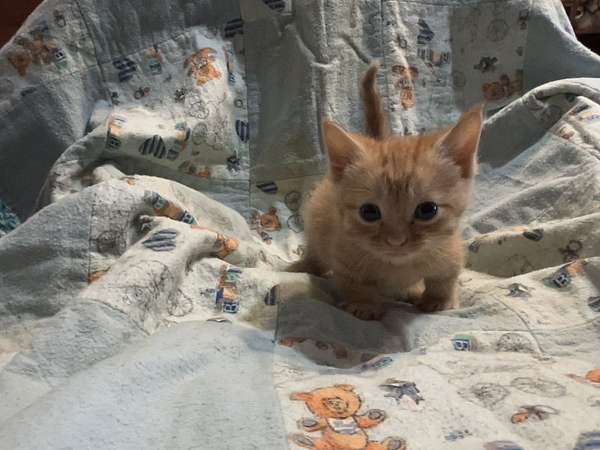 black-orange-tabby-cat-for-sale