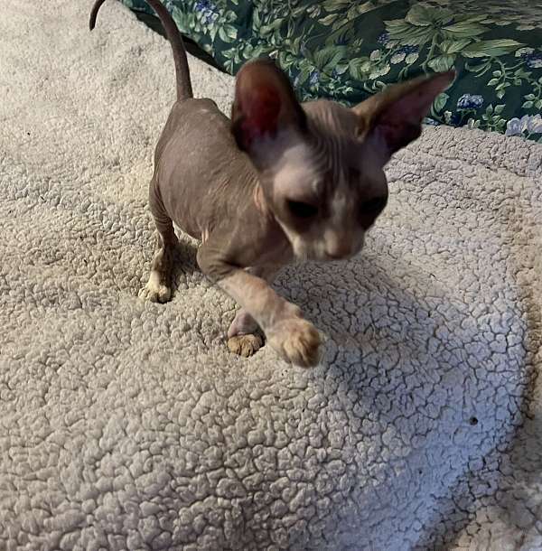 hairless-cat-for-sale