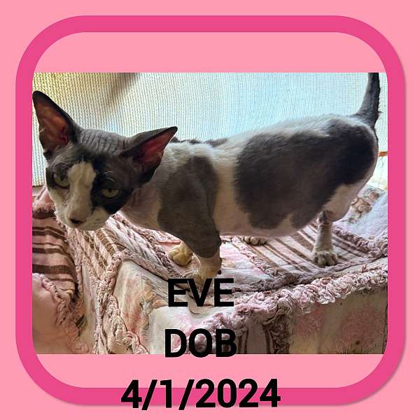 brown-cat-for-sale-in-hudson-fl