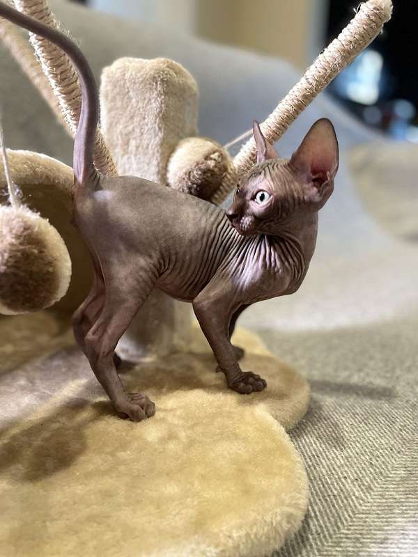 chocolate-cat-for-sale-in-san-marcos-ca