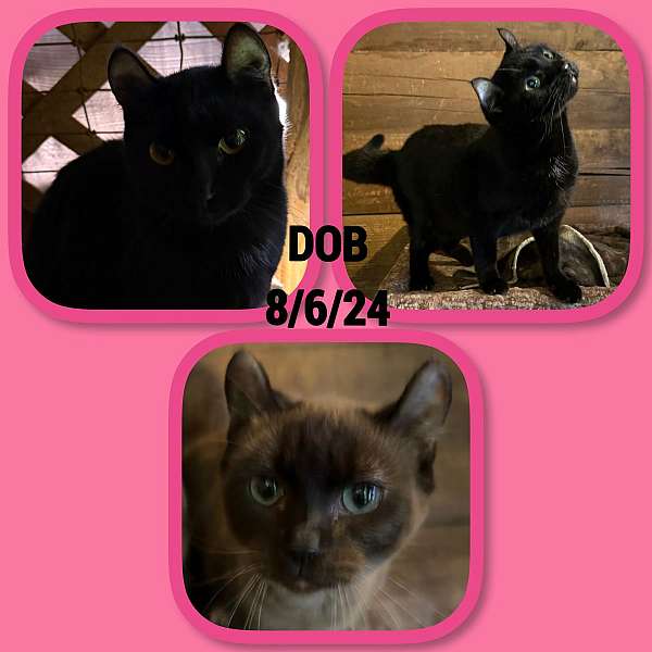 cat-for-sale-in-hudson-fl