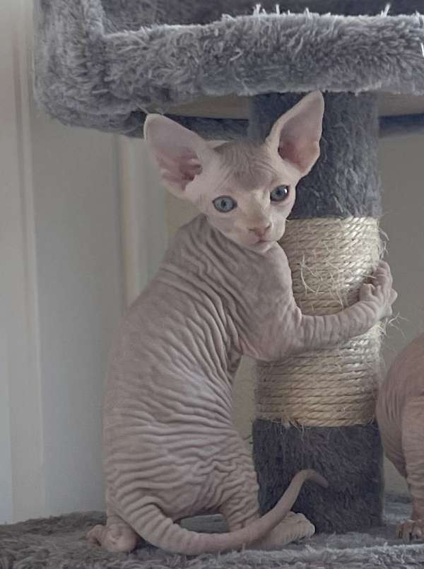 lilac-hairless-cat-for-sale