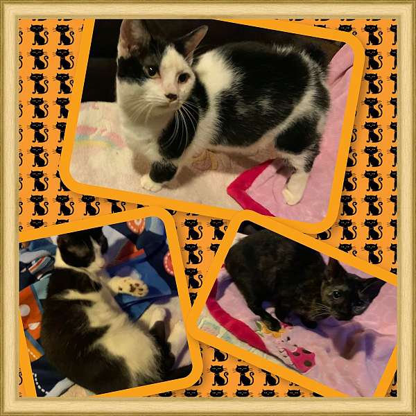cat-for-sale-in-hudson-fl