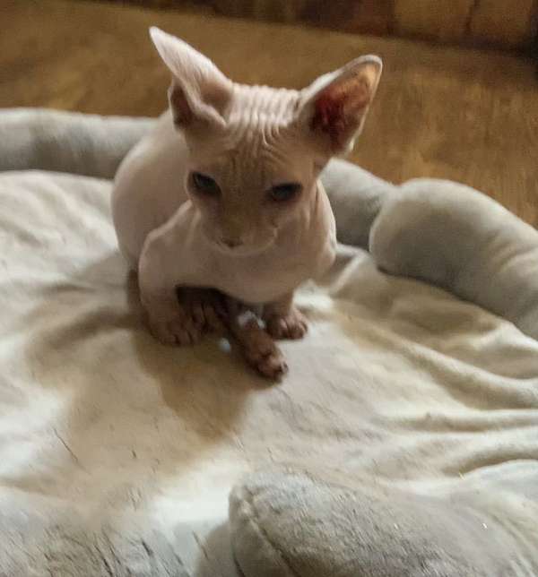 cat-for-sale-in-hudson-fl
