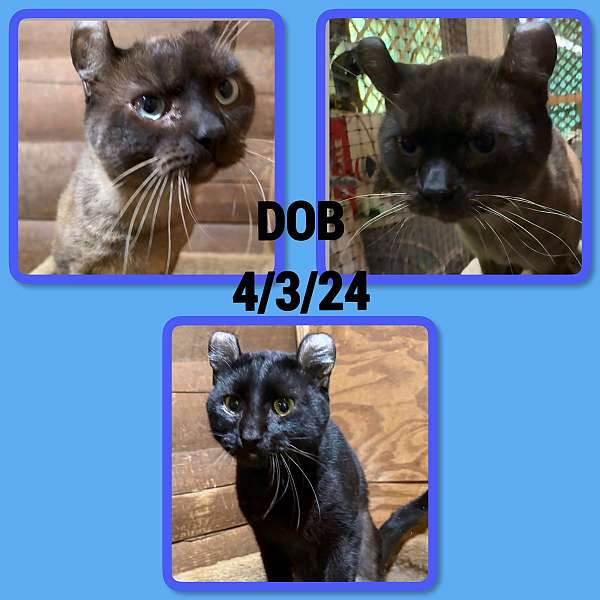 cat-for-sale-in-hudson-fl