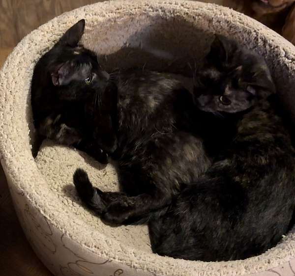 cat-for-sale-in-hudson-fl