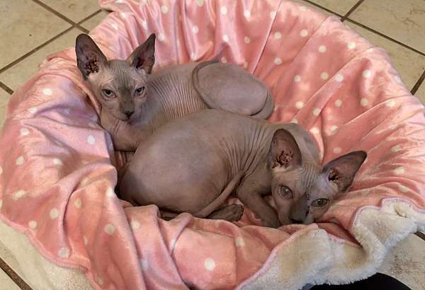 cat-for-sale-in-hudson-fl