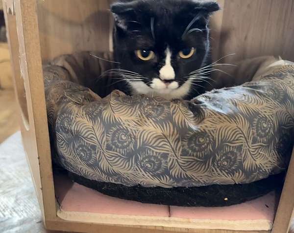cat-for-sale-in-hudson-fl