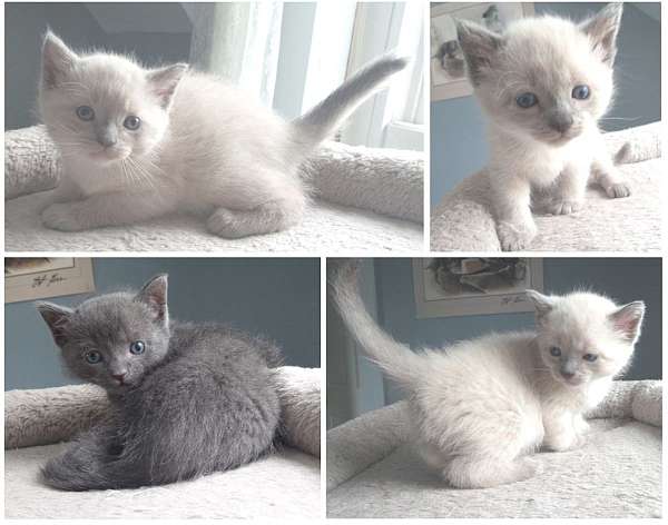 blue-point-colorpoint-solid-cat-for-sale