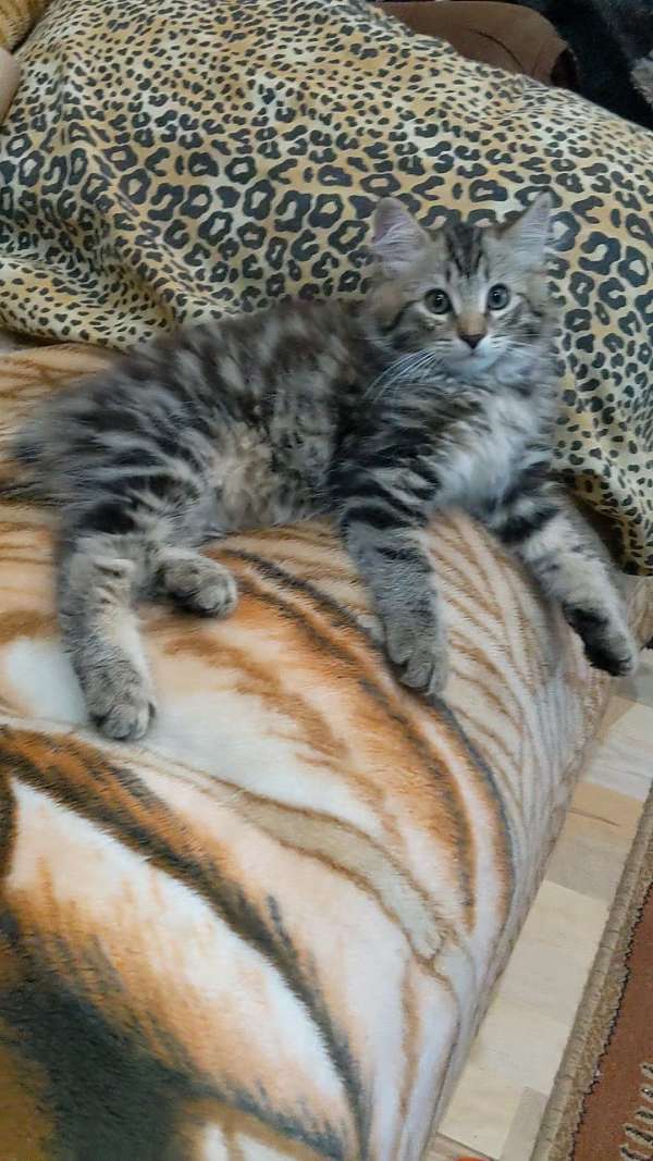 chocolate-classic-tabby-cat-for-sale