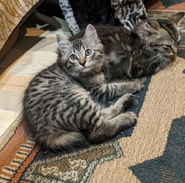 mackerel-cat-for-sale-in-mentone-al