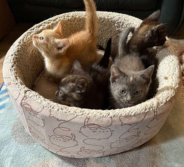 cat-for-sale-in-hudson-fl