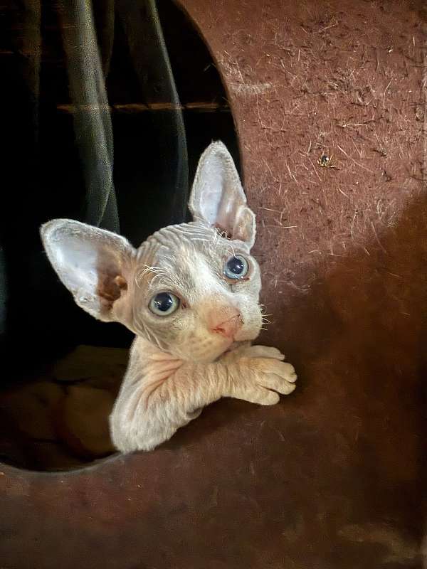 peach-white-cat-for-sale-in-hudson-fl