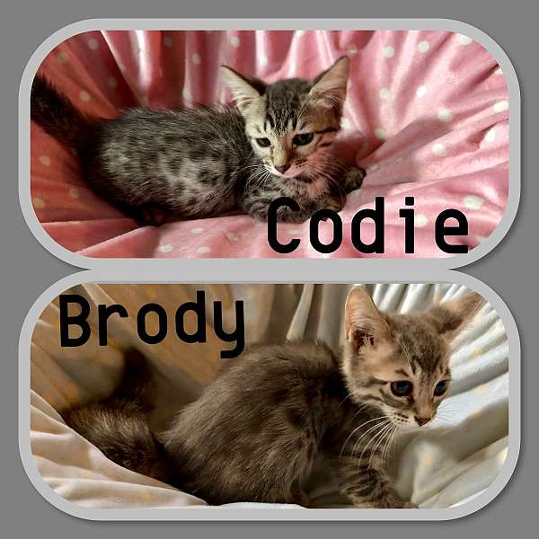 cat-for-sale-in-hudson-fl