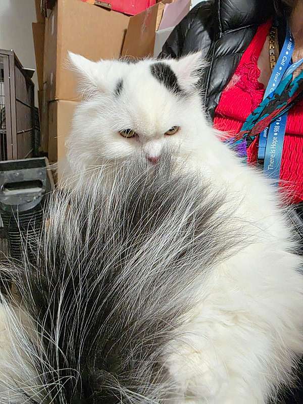 neutered-cat-for-sale-in-omaha-ne