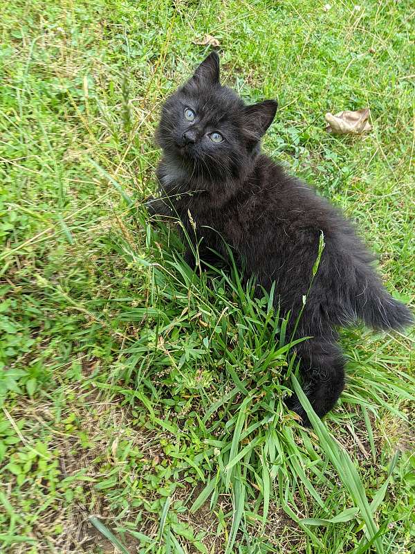 bobbed-tail-solid-cat-for-sale