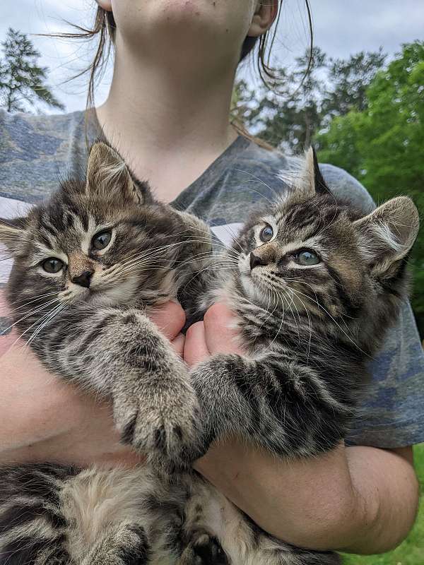 cream-classic-tabby-cat-for-sale