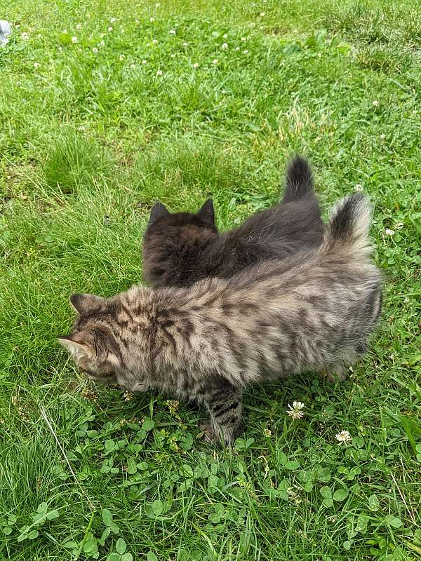 brown-spotted-tabby-cat-for-sale