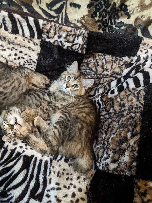 chocolate-torbie-cat-for-sale