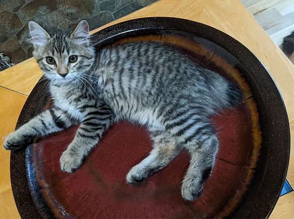 chocolate-striped-tabby-cat-for-sale
