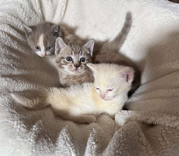 chocolate-calico-tabby-cat-for-sale
