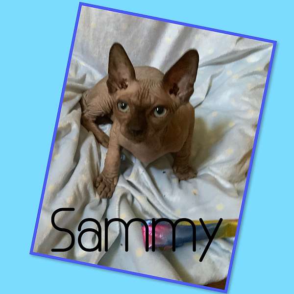 cat-for-sale-in-hudson-fl