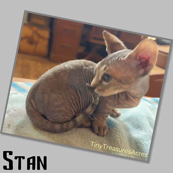 cat-for-sale-in-hudson-fl