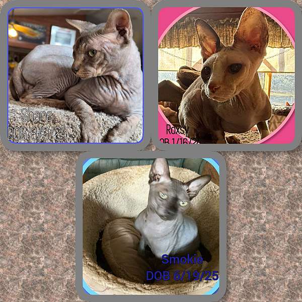 cat-for-sale-in-hudson-fl