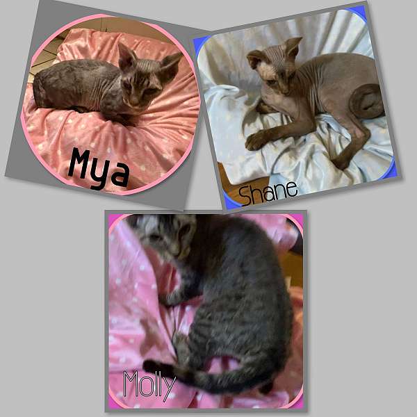 cat-for-sale-in-hudson-fl