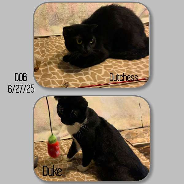 tuxedo-cat-for-sale-in-hudson-fl