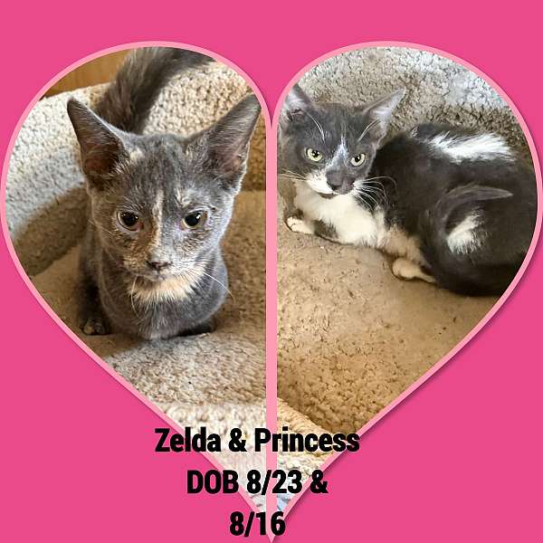 cat-for-sale-in-hudson-fl