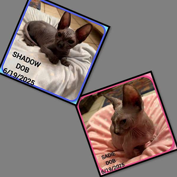 cat-for-sale-in-hudson-fl
