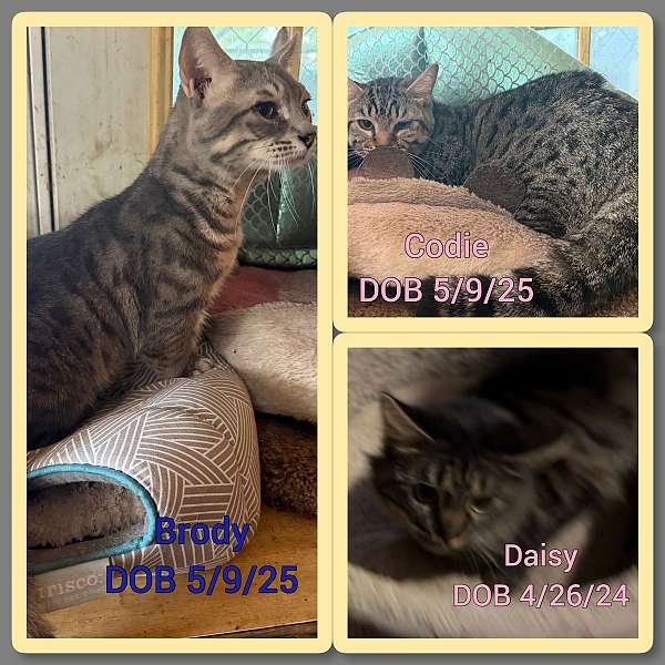 cat-for-sale-in-hudson-fl