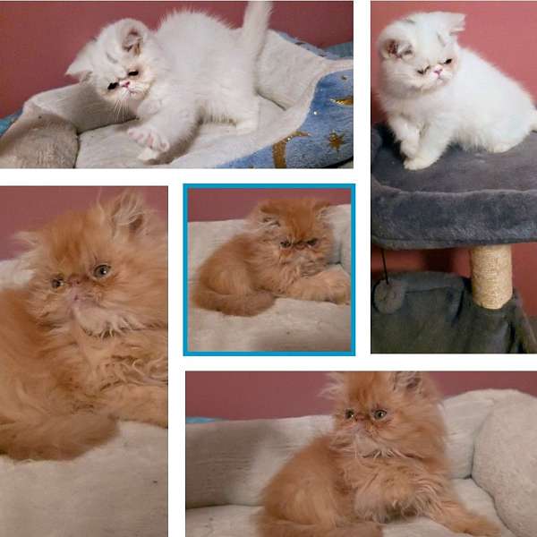 cat-for-sale-in-omaha-ne