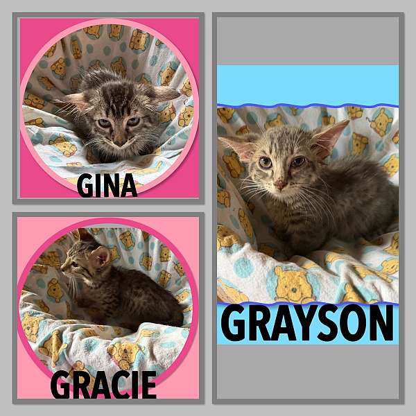 brown-long-hair-short-hair-cat-for-sale