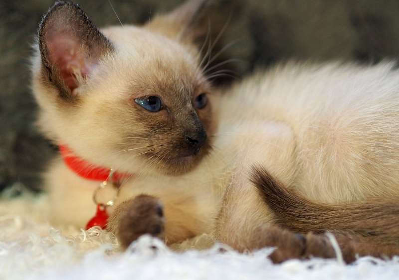 Blue Point Cats For Adoption