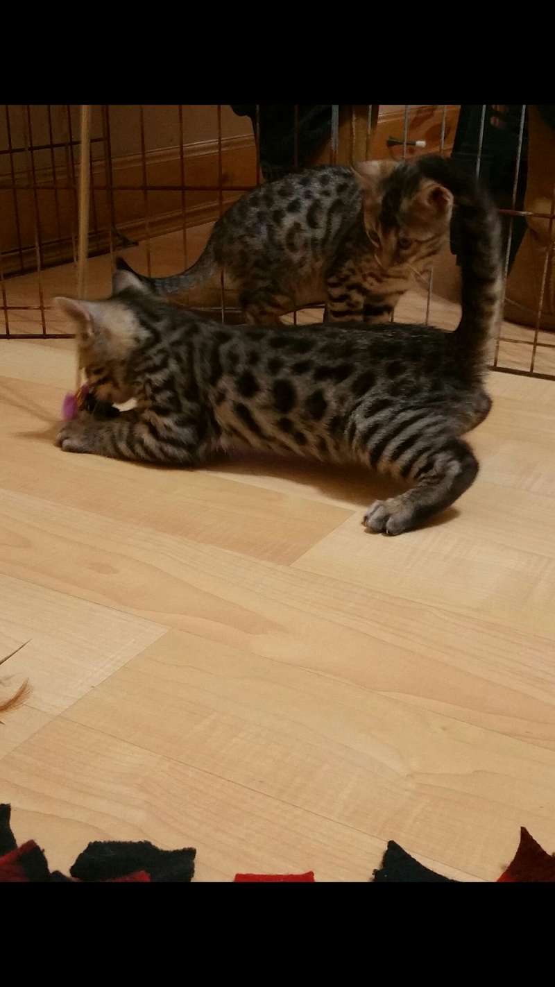 Bengal Cats Available for Adoption in Minnesota