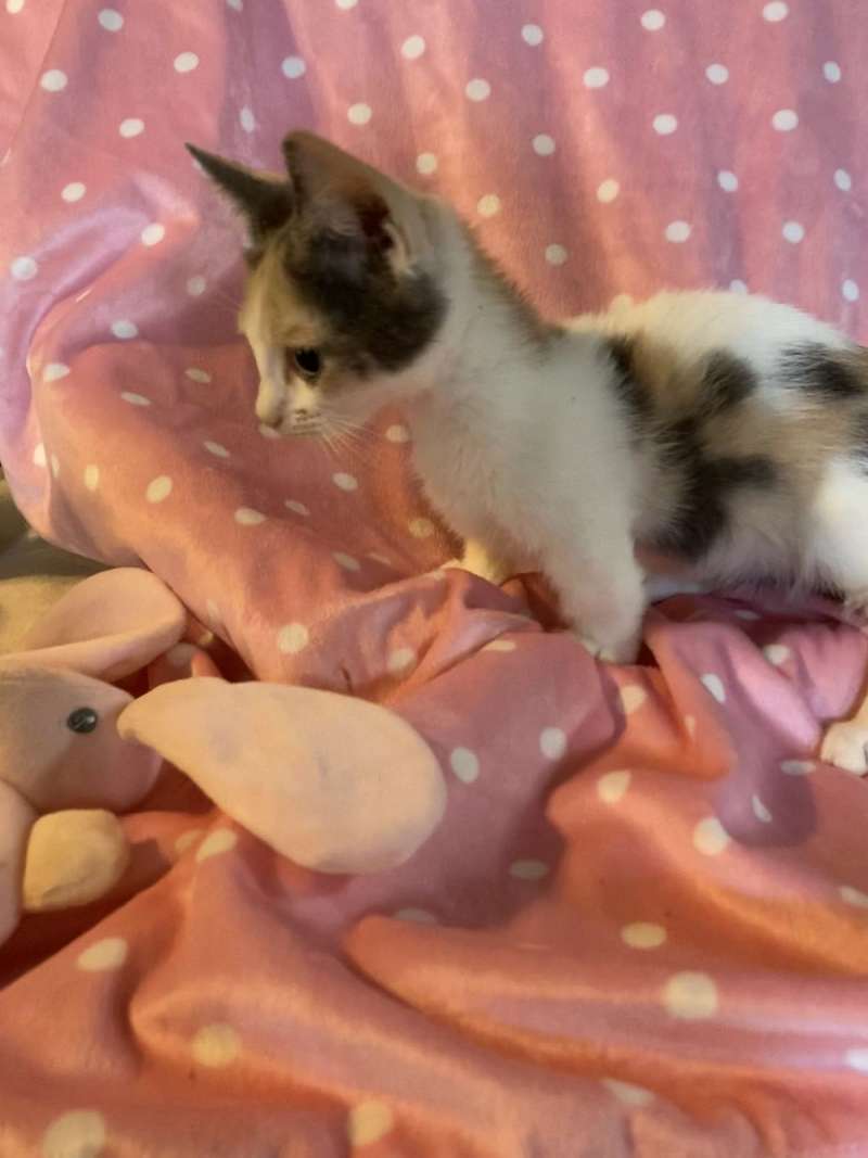 Munchkin Cats for Sale